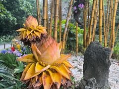 -广州兰圃