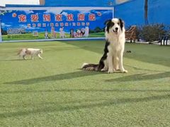 -宠物寄养训练学校