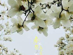 -陆家嘴中心绿地