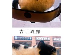 -吉丁鸟咖·异宠·寄养