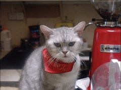 -猫色咖啡·猫咖