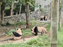 -都江堰中华大熊猫苑
