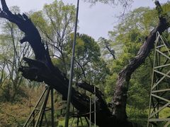 -慧因高丽寺