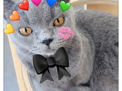 -飞行喵MR PILOT|猫舍·猫咖(静安大融城店)