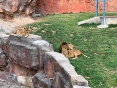 -无锡动物园·太湖欢乐园