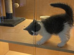 -Pets First伊珊娜洗护·精致美容·家庭式寄养(新会路店)