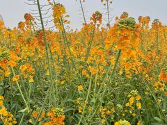 -中国天府农业博览园