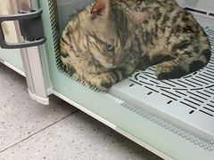 -FAELING PETS美天灵宠物(富力广场店)