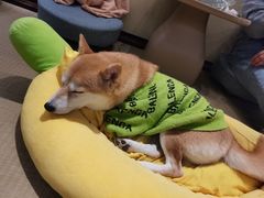 -逗柴咖啡屋·狗咖猫咖宠物桌游