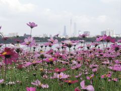 -海珠湖公园