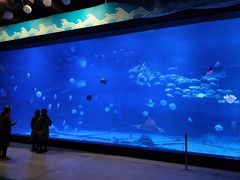 -烟台海昌鲸鲨海洋公园