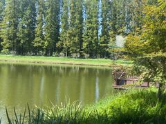 -黄海国家森林公园