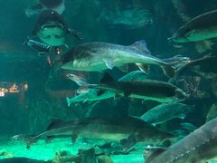 -华夏文旅海洋公园