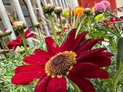 -花鸟鱼虫鲜花绿植市场(玉泉路店)