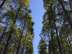 -黄海国家森林公园