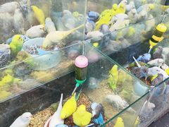 -青石桥花鸟鱼虫市场(叠翠城店)