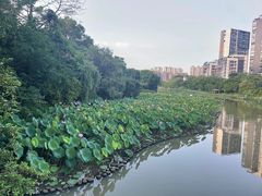 -金山公园