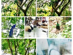 -成都大熊猫繁育研究基地