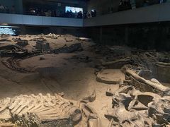 -自贡恐龙博物馆