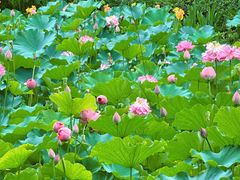 -沐仙湖湿地公园