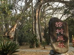 -瑞丽独树成林风景区