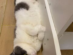 -猫域·湾主题猫咖·宠物吧(南坪城市广场店)