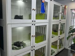 -青奢宠物·青奢猫舍