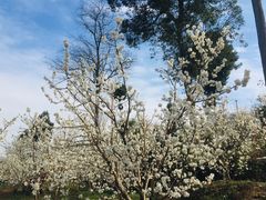 -樱桃山旅游景区