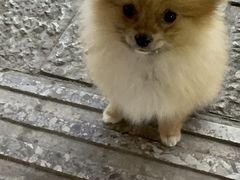 -老姐石板烧烤+铜炭火锅(总店)