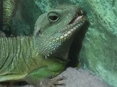 -上海大自然野生昆虫馆(东方明珠·爬宠昆虫探索中心)