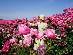 -上海辰山植物园