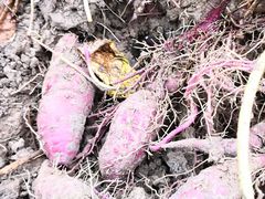 -樂桃源奉贤黄桃种植采摘基地