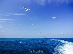 -长岛万鸟岛