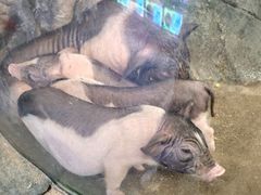 -正佳雨林生态植物园