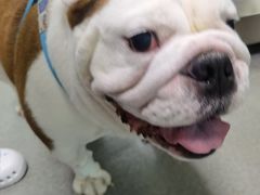 -宠爱国际动物医院· 猫科· 外科·中兽医(长白店)