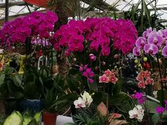 -秦美花卉(天朗·莱茵小城2期店)