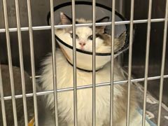 -爱妮康宠物医院·干细胞免疫细胞·肿瘤·心脏(张江店)