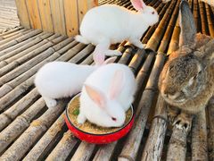 -上海崇明金茂凯悦酒店