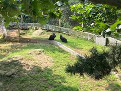 -西霞口神雕山野生动物世界