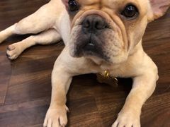 -柯斗斗主题餐厅·狗咖·围炉煮茶·茶饮(国瑞升平里店)