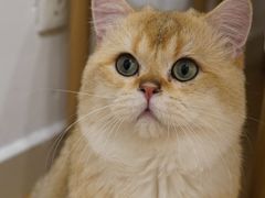 -有喵·猫咖·狗咖·30几只猫10只小狗(岗厦店)