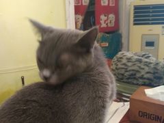 猫-猫色咖啡·猫咖
