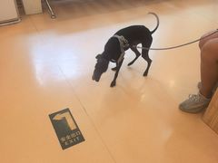 -瑞派·关忠动物医院(国瑞店)