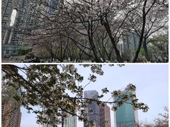 -西北湖绿化广场