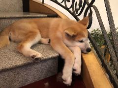-喜柴咖啡·柴犬狗咖
