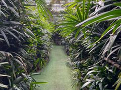 -呀路古热带植物园