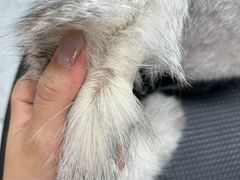 -唐小姐の猫狗洗护·购宠旗舰店(周浦万达店)