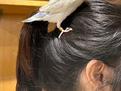 -吉丁鸟咖·异宠·寄养