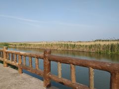 -泗洪洪泽湖湿地景区
