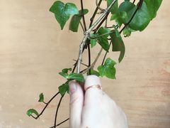 -阿尔罕布拉宫